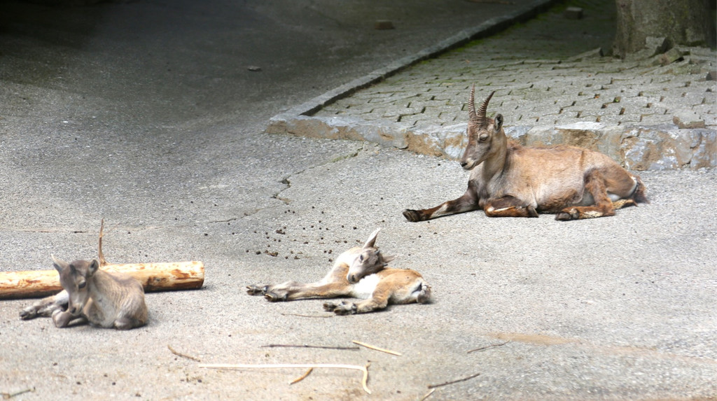 KOE_Wildpark Juli 2013 24_jpg-1373390659