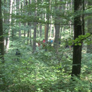 10072013_Forstunfall Fahrafeld_BN _5_.jpg