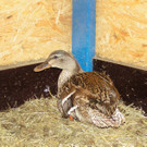 Sentinel 1_jpg-1373470653