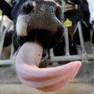 Tierbilder der Woche KW 28