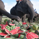 Elephant Buffet3.JPG