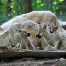 normal_07072013fmt_zoowien_ta_074.JPG