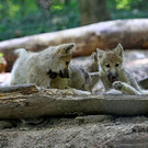 normal_07072013fmt_zoowien_ta_075.JPG