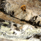 DSC03395 _Large_.JPG