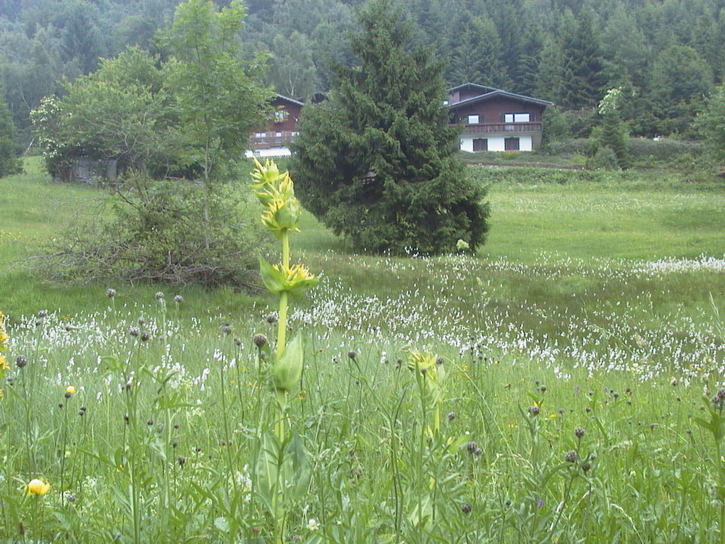 Haus 1_JPG-1373717751