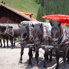 Alpe Melk__de 14_7_2013 _88__JPG-1373919572