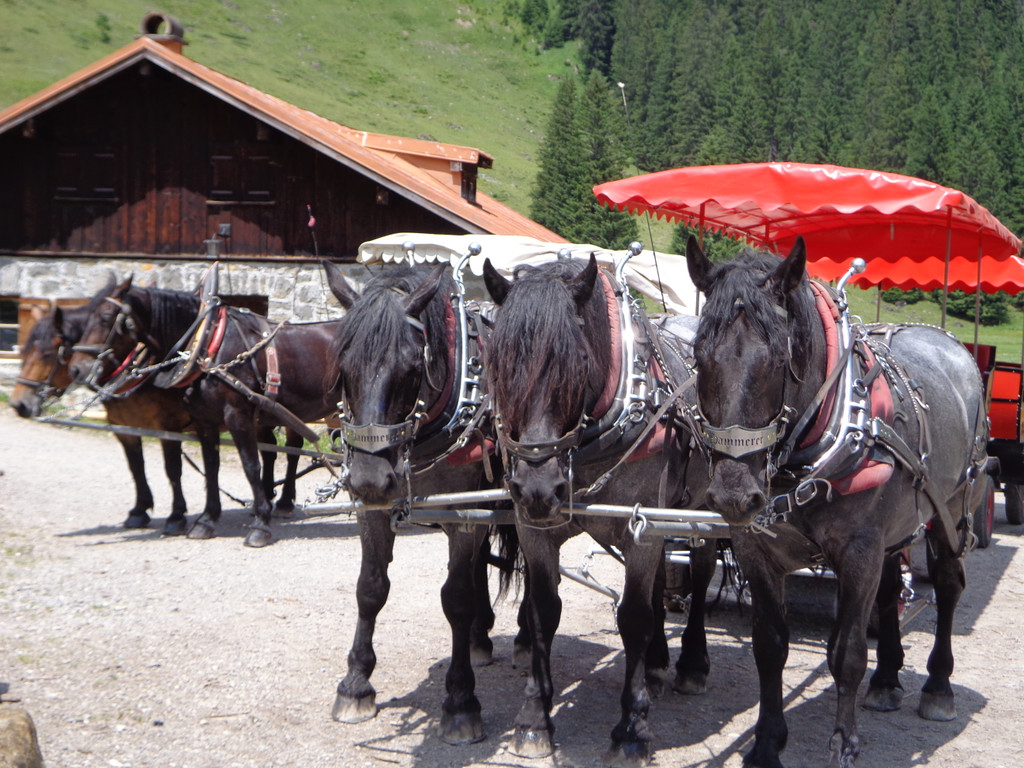 Alpe Melk__de 14_7_2013 _88__JPG-1373919572