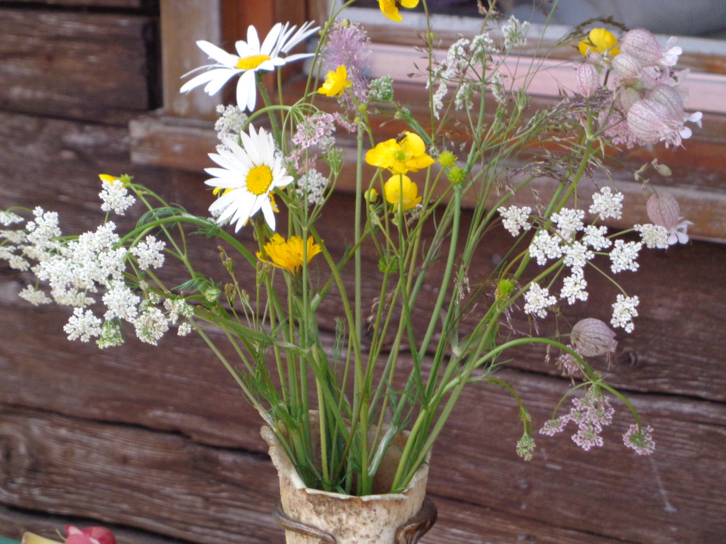 Alpe Melk__de 14_7_2013 _97__JPG-1373919822