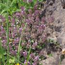 Alpe Melk__de 14_7_2013 _109__JPG-1373919867