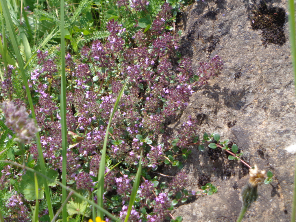 Alpe Melk__de 14_7_2013 _109__JPG-1373919867
