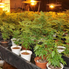 Vorarlberger Polizei hob Drogenhändlerring aus - Bilder der Cannabis-Plantage