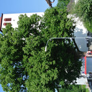 DSC_4233.JPG