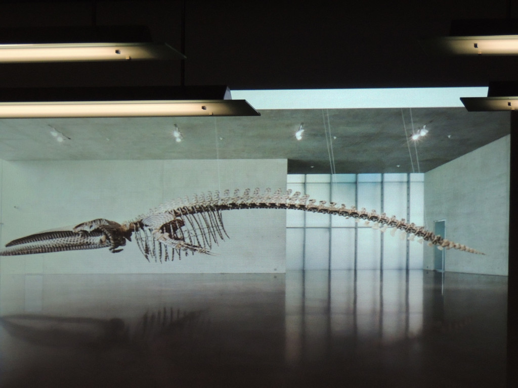 DSCN4409_JPG-1374050044