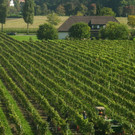 Weingarten.JPG