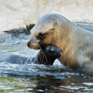 Badespaß im Tiergarten Schönbrunn