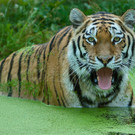 PA_Tiger.jpg
