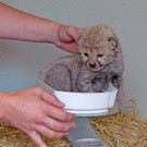 ZooSBG_GepardenNachwuchs2.jpg