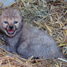 ZooSBG_GepardenNachwuchs3.jpg