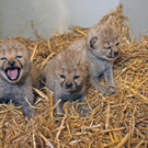 ZooSBG_GepardenNachwuchs7.jpg