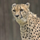 ZooSBG_Ginger_Gepard.jpg