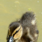 ABD0073-20130716.jpg