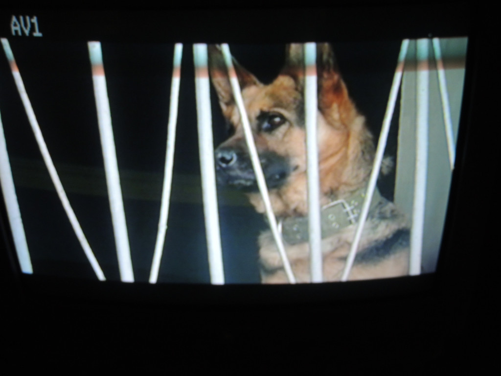 DSCN5729_JPG-1374250623