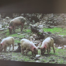 DSCN5768_JPG-1374250721