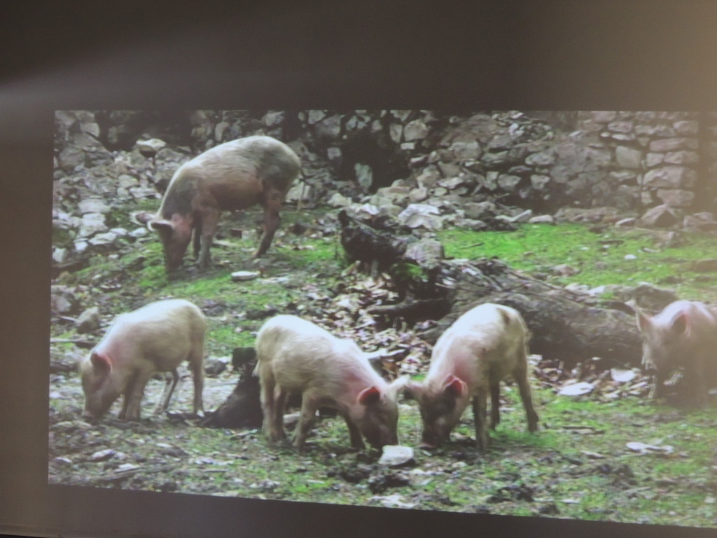 DSCN5768_JPG-1374250721