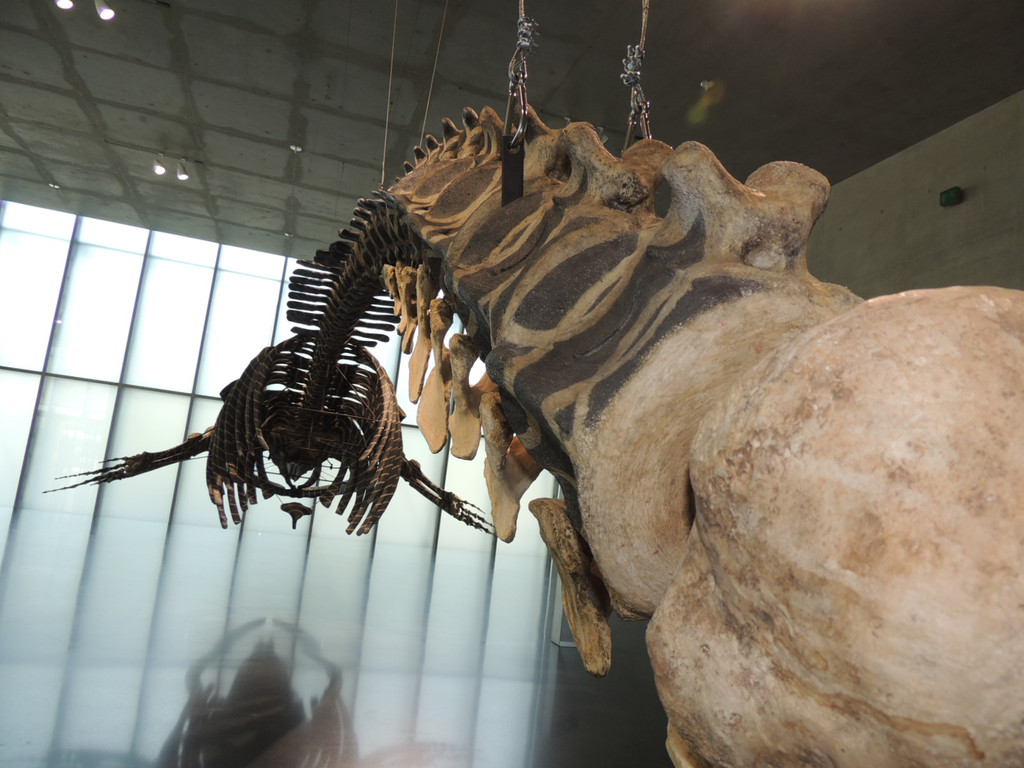 DSCN4433_JPG-1374251880