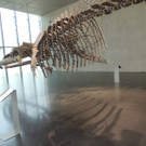 DSCN4429_JPG-1374251876