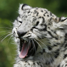 Schneeleoparden-Nachwuchs im Berliner Tierpark