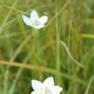 Pflanzenlehrgang im Moor hinter Bad Reuthe.