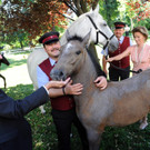 Piber meets Vienna: Lipizzaner im Wiener Burggarten