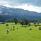 Mehr Fotos von Lingenau