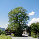 Dorflinde a_JPG-1374505847