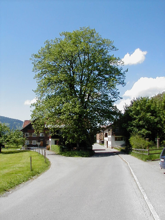 Dorflinde a_JPG-1374505847