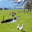 B__chlein in Eschach_JPG-1374505843