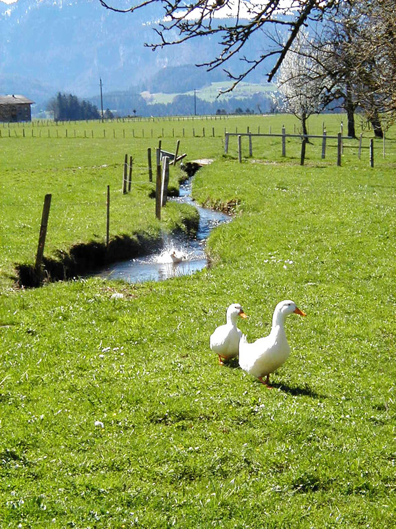 B__chlein in Eschach_JPG-1374505843