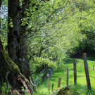 IMG_3_jpg-1374505852