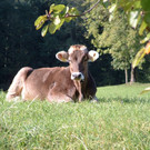 Lingenau4_JPG-1374505883