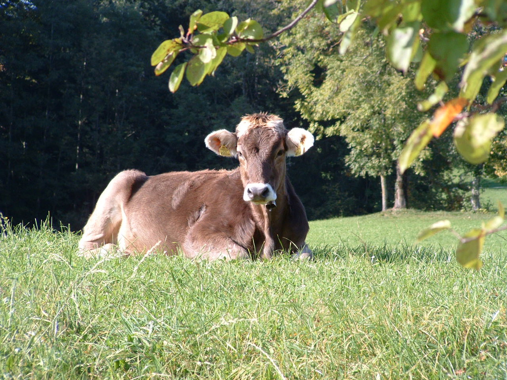 Lingenau4_JPG-1374505883