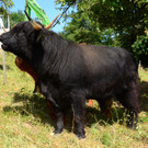 Ried-Rinder037.JPG