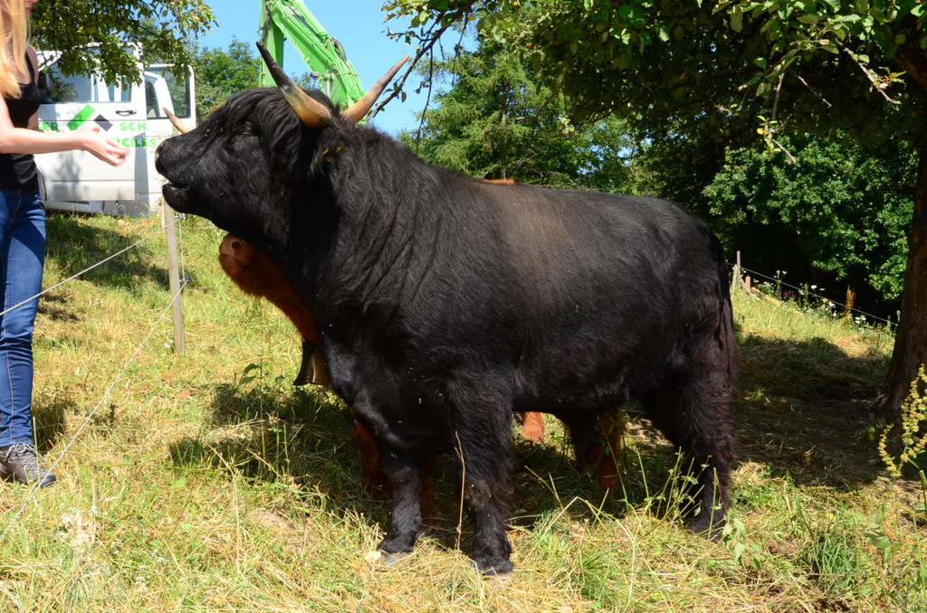 Ried-Rinder037.JPG