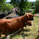 Ried-Rinder042.JPG