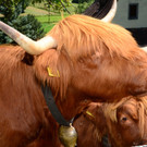 Ried-Rinder045.JPG