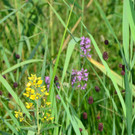 Ried-Rinder006.JPG