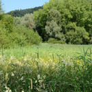 Ried-Rinder010.JPG