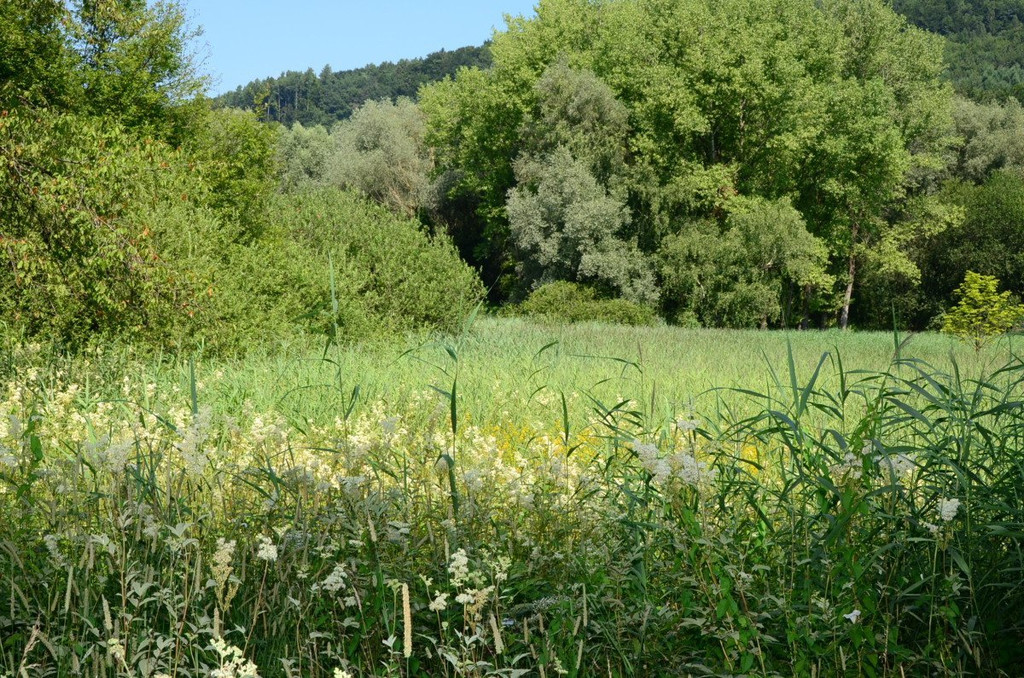Ried-Rinder010.JPG