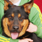 Vermittlungstier: Schäfermischling Bekks