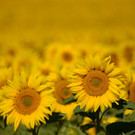 ABD0043-20130722.jpg